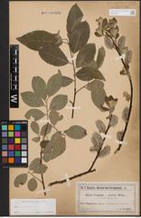 Foto von Salix caprea L.